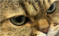 猫眼睛里有毛用不用管