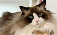 猫鼻子不通气怎么缓解
