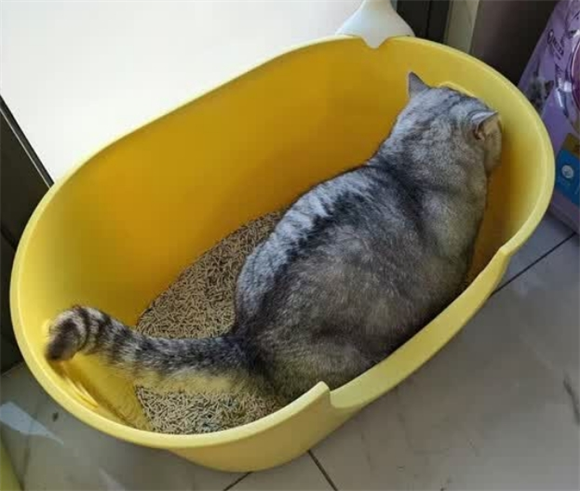 猫砂盆要多大合适?超大号倍欣宠省事好清理 猫砂盆要多大合适?超大号倍欣宠省事好清理