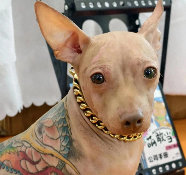 亚宠展惊现“左青龙右白虎”文身犬，还戴着金链子！