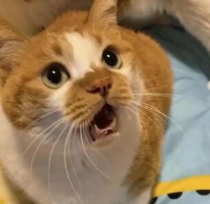 猫咪对新环境恐惧,怎样帮助适应 猫咪对新环境恐惧,怎样帮助适应