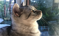 猫行为异常有什么预兆吗