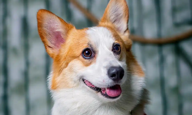 幼犬低血糖常见表现和成年犬有何不同