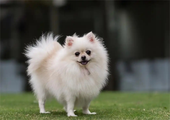 揭秘博美犬背后的血统、颜值与饲养成本差异