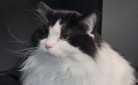 猫换地方几天可以好起来