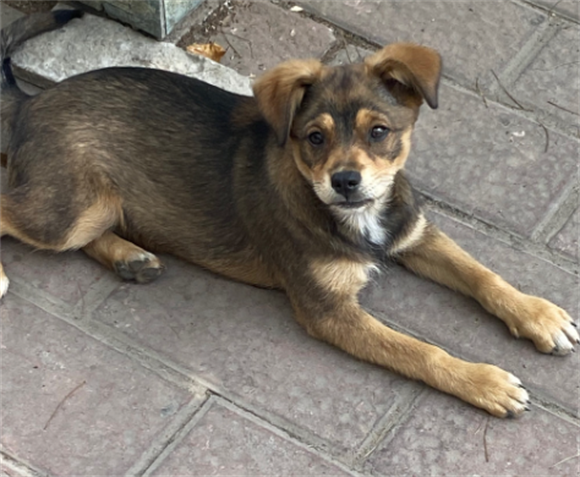 科学对抗犬瘟热:土狗抗病力背后的护理智慧 科学对抗犬瘟热:土狗抗病力背后的护理智慧