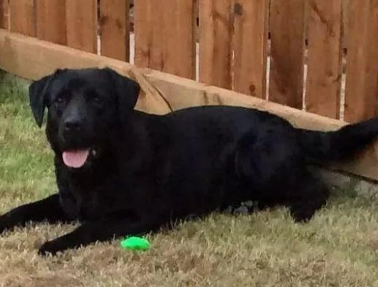 英国养犬悲剧:男孩惨遭恶犬袭击,法律与文明呼唤改变 英国养犬悲剧:男孩惨遭恶犬袭击,法律与文明呼唤改变