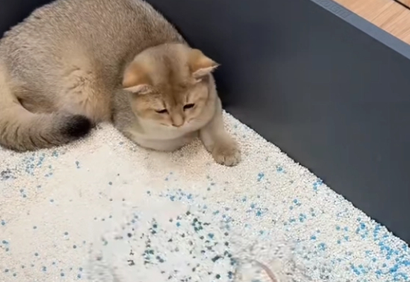 瑞梦迪木薯猫砂:猫砂性价比推荐之选,养猫家庭的除臭新宠 瑞梦迪木薯猫砂:猫砂性价比推荐之选,养猫家庭的除臭新宠
