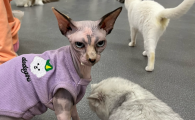 猫咪的特点