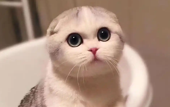 折耳猫为何爱坐着?探寻其独特坐姿的缘由 折耳猫为何爱坐着?探寻其独特坐姿的缘由