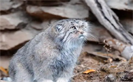 帕拉斯猫是兔狲吗？有什么区别