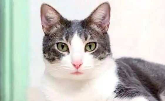 猫咪冬天睡觉更沉是正常现象吗 猫咪冬天睡觉更沉是正常现象吗