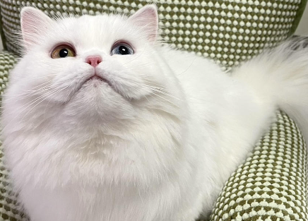 猫咪趾间炎怎么治疗