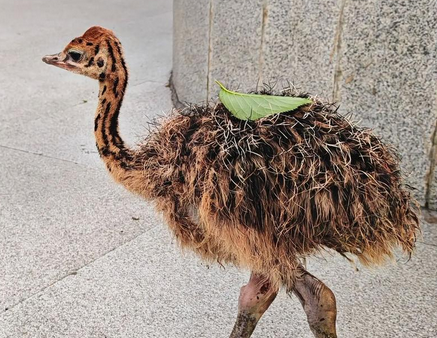 一场鸵鸟买卖的“罗生门” 一场鸵鸟买卖的“罗生门”