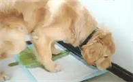 狗狗肾脏不好怎么调理