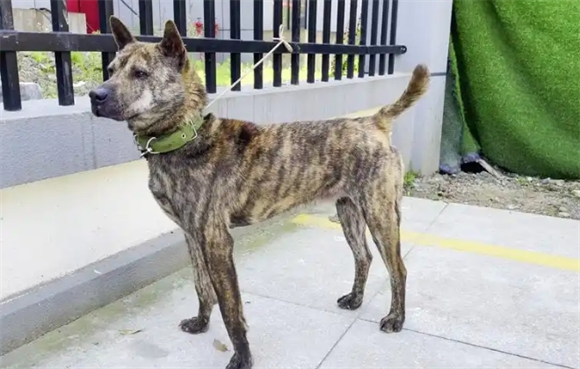 虎斑犬的优点和缺点有哪些?这篇文章给你答案 虎斑犬的优点和缺点有哪些?这篇文章给你答案