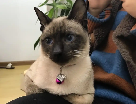“暹罗猫”逐渐退出宠物圈的原因，太现实了！