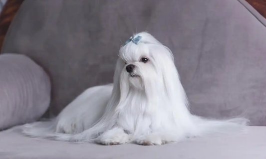 马尔济斯犬腥臭味重？分步骤除味超实用