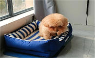 狗过敏性皮炎症状有什么表现