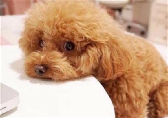 公犬绝育后几天能走路正常