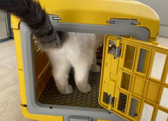 猫砂盆哪款好?疯狂的主人猫砂盆拯救洁癖养猫人! 猫砂盆哪款好?疯狂的主人猫砂盆拯救洁癖养猫人!
