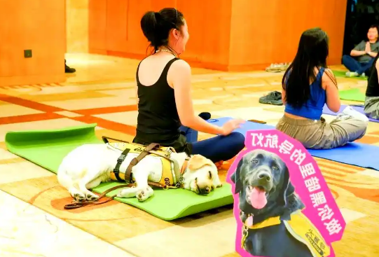 广州推进导盲犬城市融入：从挑战到合作愿景