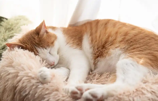 哪些疾病会导致猫咪嗜睡症状
