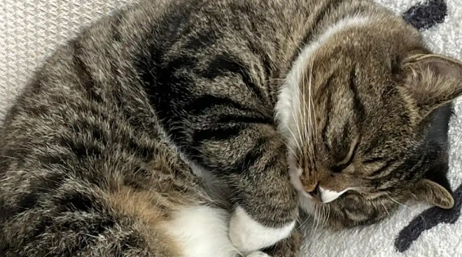 猫一天吐了好几次怎么回事