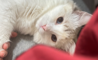 猫光喝水不吃饭怎么办