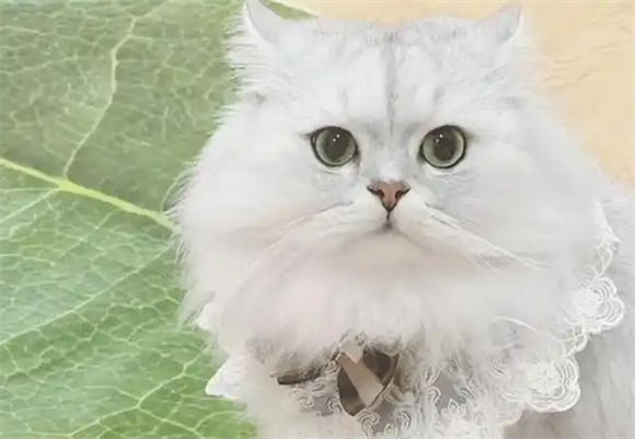 金吉拉猫颜值爆表,养它却让人头疼?真相太扎心 金吉拉猫颜值爆表,养它却让人头疼?真相太扎心