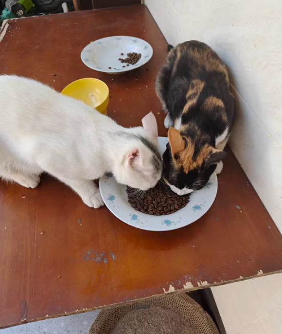 粗蛋白质越高猫粮就越好吗?喵梵思平衡猫咪营养和成长需求 粗蛋白质越高猫粮就越好吗?喵梵思平衡猫咪营养和成长需求