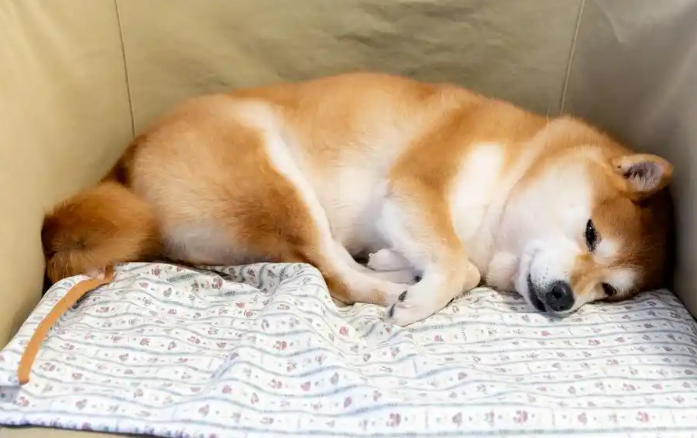 狗狗睡觉时抽搐是生病吗 狗狗睡觉时抽搐是生病吗