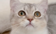 小猫流黄鼻涕怎么办