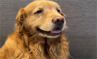 狗绝育后痛多久