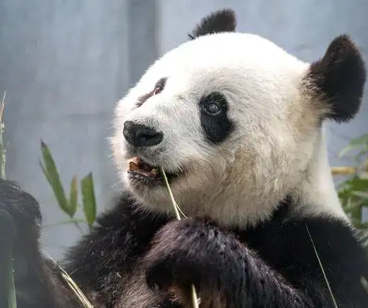 赴苏州近14载大熊猫“竹韵”“新月”返川 赴苏州近14载大熊猫“竹韵”“新月”返川