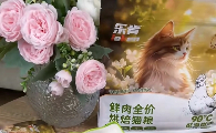 哪款猫粮长肉又健康？乐肯鲜肉烘焙猫粮让“小鼻噶”成功逆袭