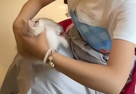 女子猫咖店虐猫,致4只奶猫死亡,老板知道后报警 女子猫咖店虐猫,致4只奶猫死亡,老板知道后报警