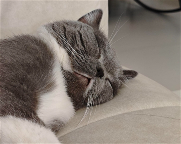 宠物猫泪痕用生理盐水洗可以吗 宠物猫泪痕用生理盐水洗可以吗