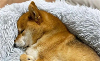 狗狗嗜睡什么情况