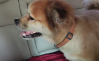 狗尿失禁怎么治疗