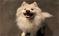 狗狗口水过多怎么处理