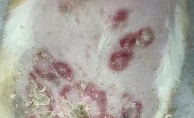 狗狗身上有螨虫会怎么样