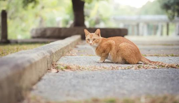 四川一小区发文计划扑杀流浪猫,物业回应:已叫停 四川一小区发文计划扑杀流浪猫,物业回应:已叫停