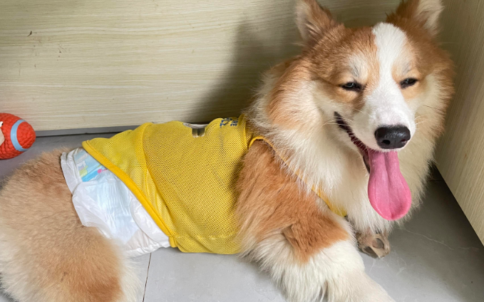 小狗摔到头怎么确认没事 小狗摔到头怎么确认没事