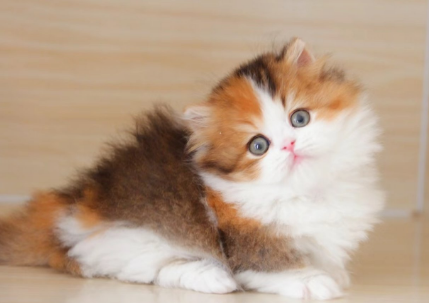 猫牙龈炎症会鼻塞么