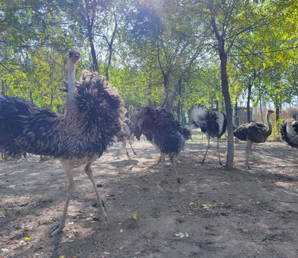 一场鸵鸟买卖的“罗生门” 一场鸵鸟买卖的“罗生门”