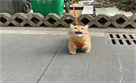 猫咪的外形偏小怎么回事