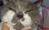 夏天猫会觉得热吗