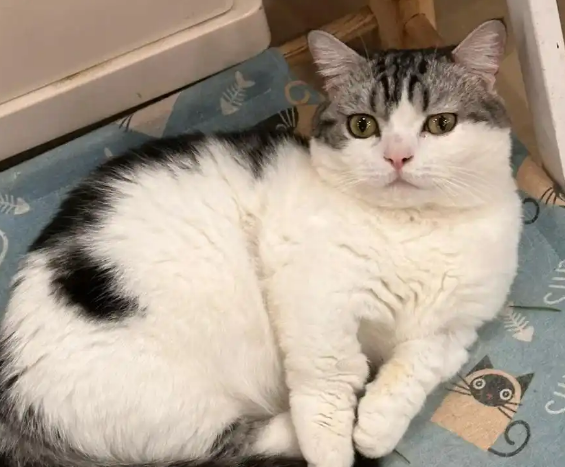 猫手术后伤口炎症不好怎么办