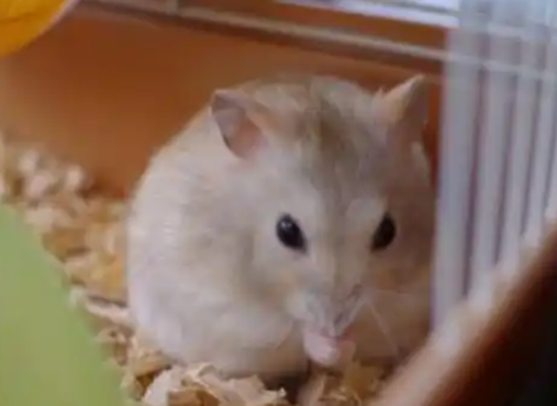 熊猫仓鼠的独特魅力与饲养秘籍 熊猫仓鼠的独特魅力与饲养秘籍